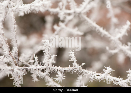 Äste in eine Raureif bedeckt Stockfoto
