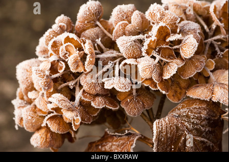 Verblasste Hydrangea blüht im Winter mit Raureif bedeckt Stockfoto