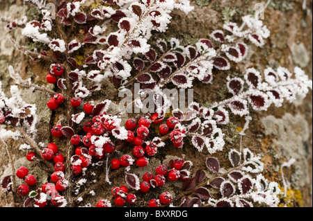 Zwergmispel Blätter und Beeren bedeckt durch ein Raureif im winter Stockfoto