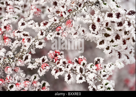 Zwergmispel Blätter und Beeren bedeckt durch ein Raureif im winter Stockfoto