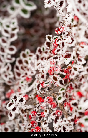 Zwergmispel Blätter und Beeren bedeckt durch ein Raureif im winter Stockfoto