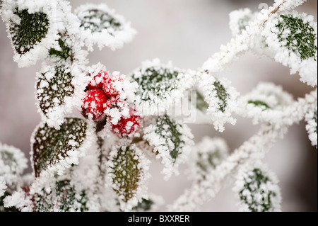 Zwergmispel Blätter und Beeren bedeckt durch ein Raureif im winter Stockfoto