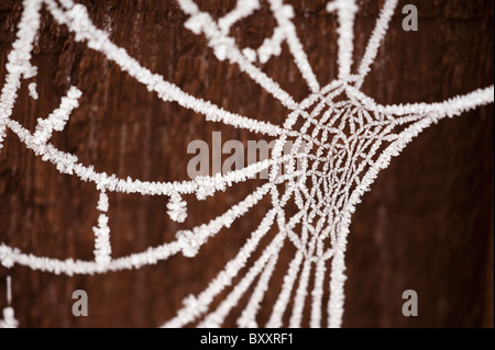 Raureif bedeckt Spinnen Web auf einem Zaun im winter Stockfoto