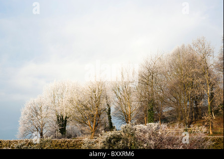 Painswick Rokoko-Garten im Winter nach starken Frost, Gloucestershire, England, Vereinigtes Königreich Stockfoto