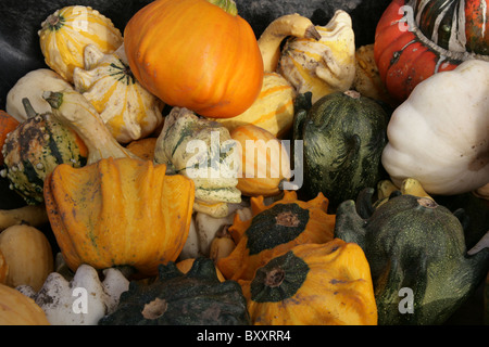 Eine Detailansicht des bunten Gemüse Zucchini oder Kürbisse viele Farben. Stockfoto