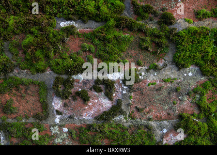 Pilz und Moos auf einem brickwall Stockfoto