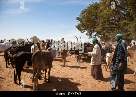 Auf dem Wochenmarkt der Rinder in der Stadt Djibo im nördlichen Burkina Faso Fulani Hirten kaufen und verkaufen Vieh. Stockfoto