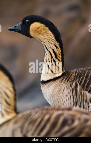 Nene Gans in Kauai Hawaii Stockfoto