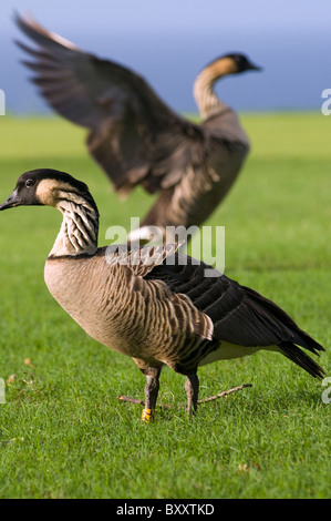 Nene Gans in Kauai Hawaii Stockfoto