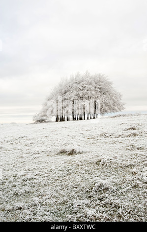 Wäldchen von Bäumen an einem frostigen Morgen in der Nähe von Stroud, Gloucestershire, England, Vereinigtes Königreich Stockfoto