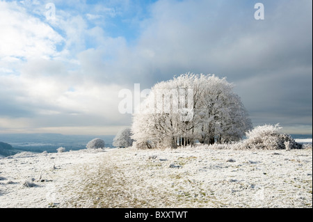 Gehölze von Bäumen an einem frostigen Morgen in der Nähe von Stroud, Gloucestershire, England, Vereinigtes Königreich Stockfoto