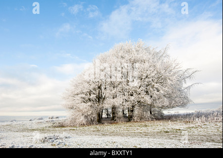 Wäldchen von Bäumen an einem frostigen Morgen in der Nähe von Stroud, Gloucestershire, England, Vereinigtes Königreich Stockfoto