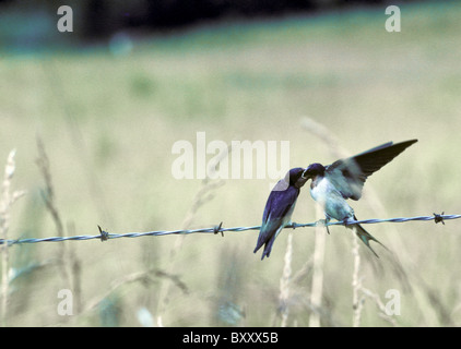 Rauchschwalbe (Hirundo Rustica) Mutter füttert Küken auf dem Flügel der Stacheldrahtzaun, Midwest USA Stockfoto