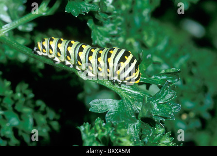 Raupe des östlichen Schwarzen Schwalbenschwanzschmetterlings, der frische BlattPetersilie isst, in einem Garten, Missouri, USA Stockfoto