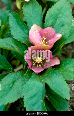 Die Christrose, Helleborus Niger, blühen im zeitigen Frühjahr, März, Midwest USA Stockfoto