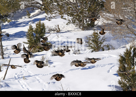 Wilder Truthahn nach Hang fliegen im Winter und Schnee. Herde von Puten Roost zurück. Stockfoto