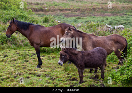 Kleine, mittlere und große, irische Pferde und Esel den Rücken kehren in den Wind in der Grafschaft Clare, westlich von Irland Stockfoto