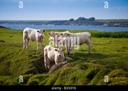 Charolais-Rindern auf der Küste Weide in County Clare, Irland Stockfoto