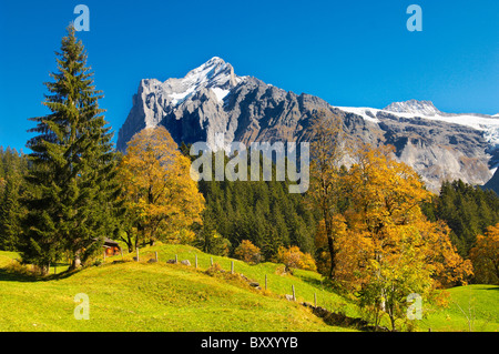 Almen vor Wetterhorn - Schweizer Alpen, Grindelwald, Schweiz Stockfoto