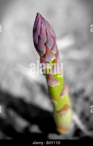 Frischer Spargel wächst in einem Feld Stockfoto