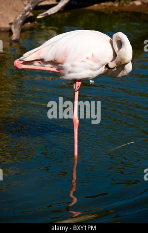 Ein Rosaflamingo (Phoenicopterus Ruber) steht auf einem Bein und preens in einem Teich Wasser. Stockfoto