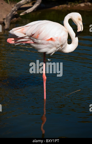 Ein Rosaflamingo (Phoenicopterus Ruber) steht auf einem Bein in einem Teich Wasser. Stockfoto