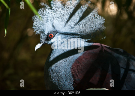 Ein Profil von einer blauen gekrönte Taube (Croura Cristata), die größte Taube in der Welt und eine gefährdete Spezies. Stockfoto