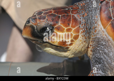 Nahaufnahme von einem Unechten Karettschildkröte (Caretta Caretta) an Bord eines Bootes, Atlantik, Azoren, Portugal Stockfoto