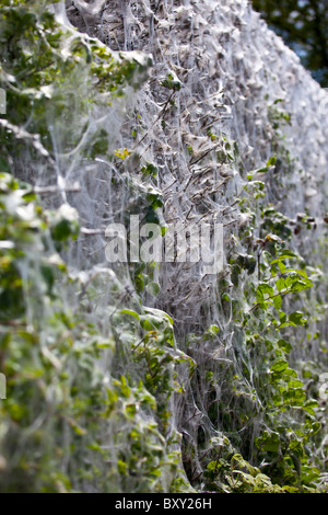 Larvenstadium Zelt Moth, östlichen Zelt Raupen machen Zelt aus Seide auf Host Hecke in County Cork, Irland Stockfoto