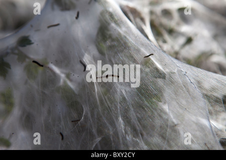 Larvenstadium Zelt Moth, östlichen Zelt Raupen machen Zelt aus Seide auf Host Hecke in County Cork, Irland Stockfoto