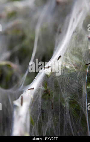 Larvenstadium Zelt Moth, östlichen Zelt Raupen machen Zelt aus Seide auf Host Hecke in County Cork, Irland Stockfoto