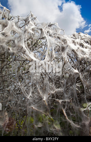 Larvenstadium Zelt Moth, östlichen Zelt Raupen machen Zelt aus Seide auf Host Hecke in County Cork, Irland Stockfoto