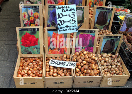 Tulpenzwiebeln für Verkauf in den Bloemenmarkt, Blumenmarkt in Amsterdam, Holland Stockfoto