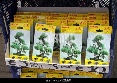 Bonsai Baum Samen zum Verkauf in Amsterdam, Holland Stockfotografie - Alamy