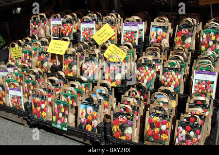 Tulpenzwiebeln für Verkauf in den Bloemenmarkt, Blumenmarkt in Amsterdam, Holland Stockfoto