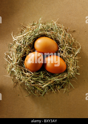 Frische Burford Brown kostenlose reichen Bio-Eiern in einem nest Stockfoto