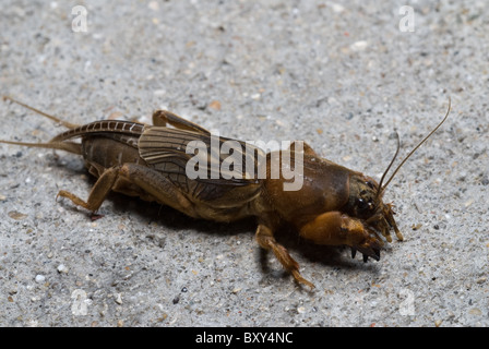 Familie Gryllotalpa; Neocurtilla Hexadactyla - Northern Mole Cricket Stockfoto