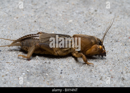 Familie Gryllotalpa; Neocurtilla Hexadactyla - Northern Mole Cricket Stockfoto