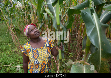 Anne Lichuma, (38) - Webuye Bezirk West-Kenia. Stockfoto