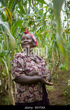 Martha Namaemba, (45), in ihren Mais Feld - Webuye Bezirk West-Kenia. Stockfoto