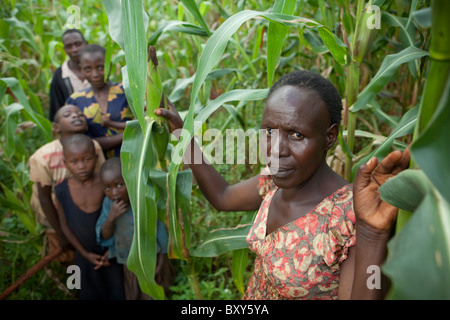 Ruthie Silondi (40) in ihrem Maisfeld mit ihrer Familie - Webuye Bezirk, West-Kenia. Stockfoto