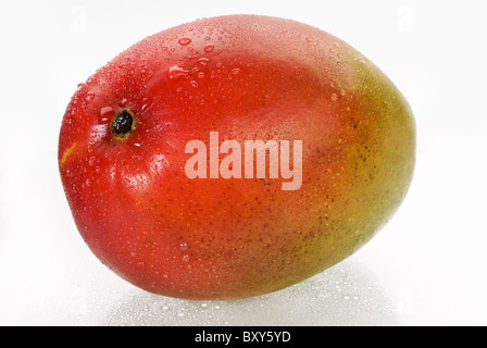 Eine ganz nasse Mangofrucht isoliert auf weißem Hintergrund Stockfoto