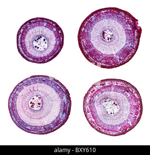 Leichte Mikrographen Basswood (Tilia Americana) Stämme im Querschnitt. Einjährige durch Dreijahres-Proben. Stockfoto