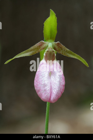 Pink Lady Slipper (Cypripedium Acaule) in voller Blüte. Stockfoto