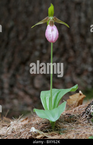 Pink Lady Slipper (Cypripedium Acaule) in voller Blüte. Stockfoto