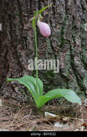 Pink Lady Slipper (Cypripedium Acaule) in voller Blüte. Stockfoto