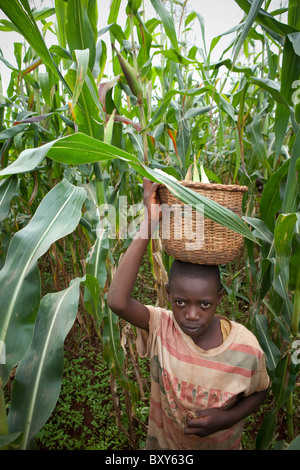 Mili Mlati (9) ernten Mais in ihrer Familie Feld in Webuye Bezirk, West-Kenia. Stockfoto