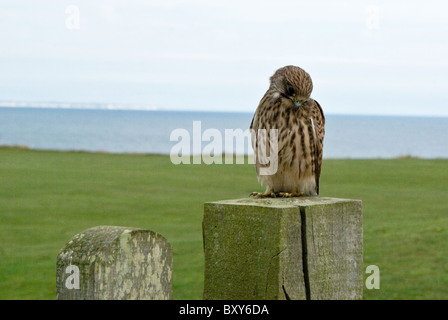 Wilde Junge Turmfalken an der Ostküste Yorkshire, UK Stockfoto