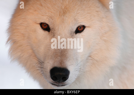 Arctic Wolf Porträt bei Sonnenuntergang; Canis Lupus arctos Stockfoto