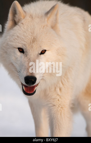 Arctic Wolf bei Sonnenuntergang, Canis Lupus arctos Stockfoto